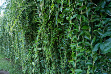 selective focus on hanging green leaf background texture, for spring theme,