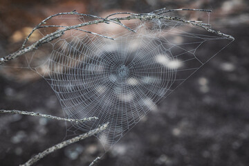 spider web on branches with dew near rocks on NSW Central Coast