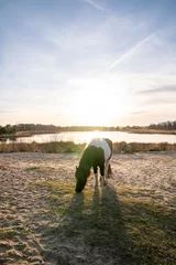 Foto op Plexiglas Pony grazing in paddock paradise © PIC by Femke