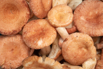 Pink mushrooms. Nature background