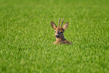 The roe deer (Capreolus capreolus), also known as the roe, western roe deer, or European roe, is a species of deer.