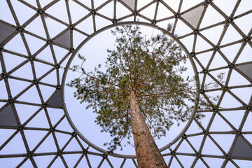 Tree grown through the hole in transparent roof made of the glass and metal