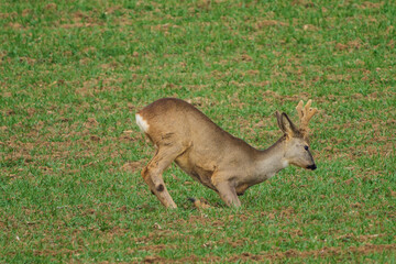 The roe deer (Capreolus capreolus), also known as the roe, western roe deer, or European roe, is a species of deer.