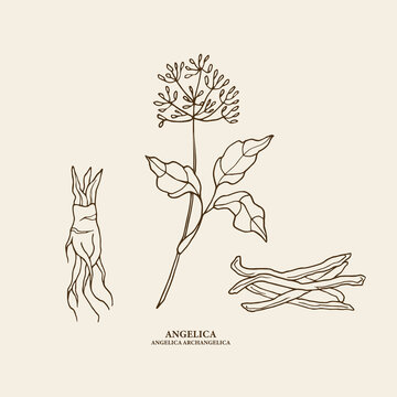 Hand drawn angelica plant and root