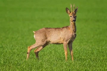 Plexiglas foto achterwand The roe deer (Capreolus capreolus), also known as the roe, western roe deer, or European roe, is a species of deer. © B