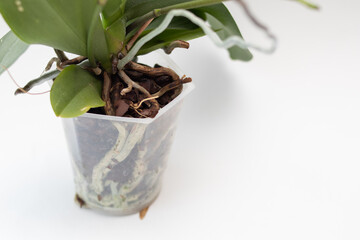 Orchid Flowers with roots in a pot for transplanting