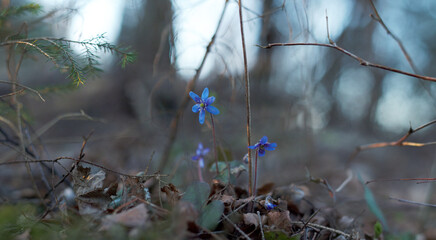 Blue flowers under the forest