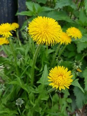 Yellow dandelions in the green grass