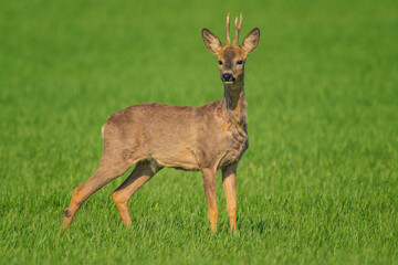The roe deer (Capreolus capreolus), also known as the roe, western roe deer, or European roe, is a species of deer.