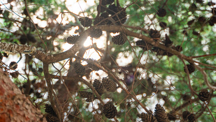 close-up of many brown ripe cones hanging on the branches of a green coniferous tree and a ray of sunlight shines through them