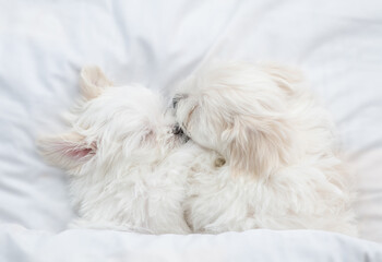 Lovely white Lapdog puppies sleeps together on a bed at home. Top down view
