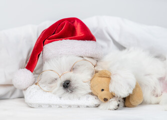 Cute Lapdog puppy wearing red santa hat sleeps and hugs toy bear under white blanket at home