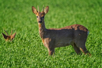 The roe deer (Capreolus capreolus), also known as the roe, western roe deer, or European roe, is a species of deer.