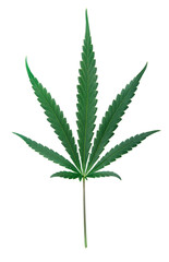 cannabis leaf on white background