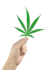 hand with cannabis leaf on white background