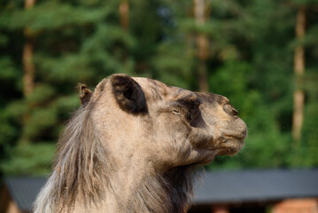 a brown camel with a black head and a white nose in a nature park on a sunny day