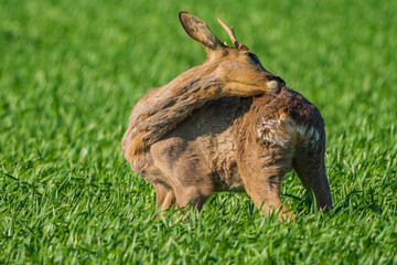 The roe deer (Capreolus capreolus), also known as the roe, western roe deer, or European roe, is a species of deer.