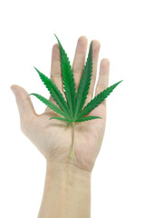 hand with cannabis on white background