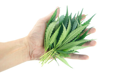 hand with cannabis leaf on white background