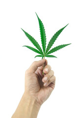 hand with cannabis on white background