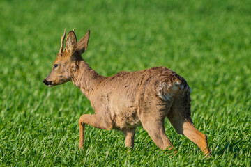 The roe deer (Capreolus capreolus), also known as the roe, western roe deer, or European roe, is a species of deer.