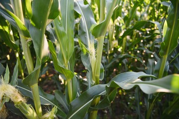 Green field of young corn under the sunlight