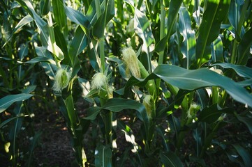 Green field of young corn under the sunlight