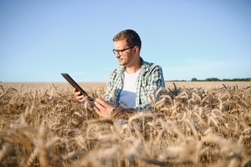 Farmer is standing in his growing wheat field. He is examining crops after sowing.