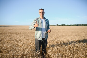 Naklejka na ściany i meble A farmer inspecting wheat in a field.