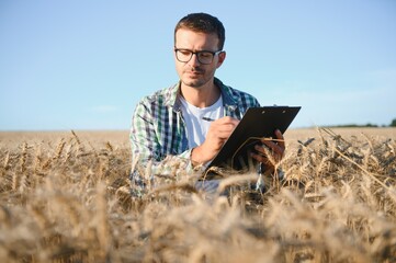 Naklejka na ściany i meble A farmer inspecting wheat in a field.