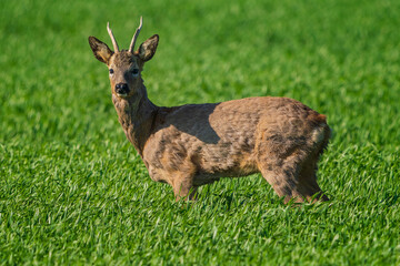 The roe deer (Capreolus capreolus), also known as the roe, western roe deer, or European roe, is a species of deer.