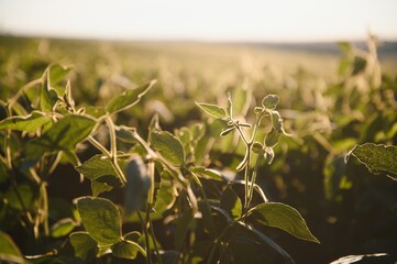 Fototapeta premium Dramatic landscape at sunset. Soybean lit by sunrays. Selective focus on detail.