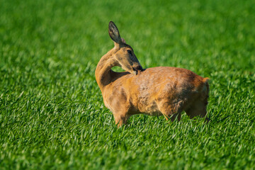 The roe deer (Capreolus capreolus), also known as the roe, western roe deer, or European roe, is a species of deer.