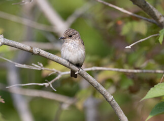 Spotted flycatcher on a branch