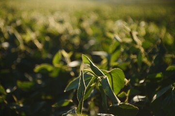 Fototapeta premium Soy field and soy plants in early morning light. Soy agriculture