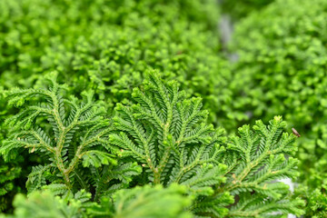 Carbon Neutral.  Selaginella kraussiana plant is a species of vascular plant in the family...