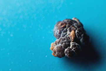 Kidney stone, intact, formed in an alkaline environment in the kidneys after ESWL intervention or surgery. Lithotripsy. Extreme macro photography. selective focus