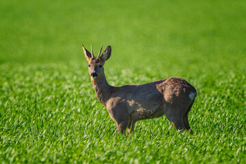 The roe deer (Capreolus capreolus), also known as the roe, western roe deer, or European roe, is a species of deer.