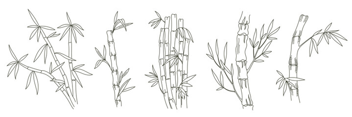 Bamboo plant contour line. Bambos leaves and stalk. Vector. Editable outline stroke thickness.