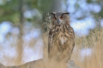 portrait of a eagle owl in the nature. Bubo bubo. Beautiful eagle owl sitting on the stump. Wildlife scene from nature.
