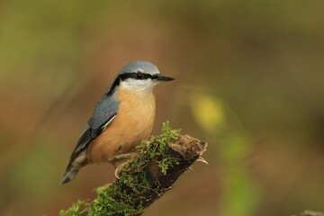 Portrait of a eurasian nuthatch (Sitta europaea). Nuthatch in the nature habitat. Wildlife scene from forest.