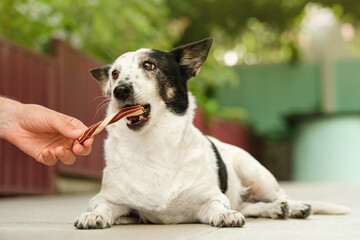 Close up shot of an adorable black and white dog lying, biting on a dog treat from owner's hand.