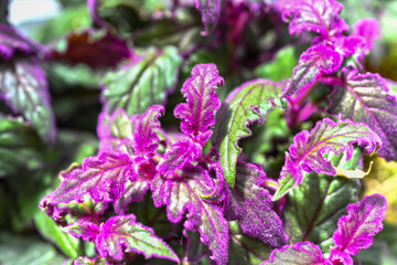Velvet Plant Purple Passion Leaves (Gynura aurantiaca) with Violet Hairs © SevenSky
