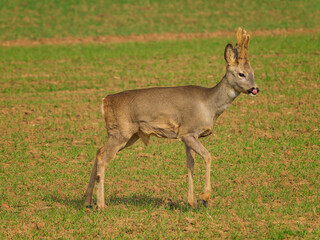 Naklejka na ściany i meble The roe deer (Capreolus capreolus), also known as the roe, western roe deer, or European roe, is a species of deer.