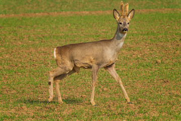 The roe deer (Capreolus capreolus), also known as the roe, western roe deer, or European roe, is a species of deer.