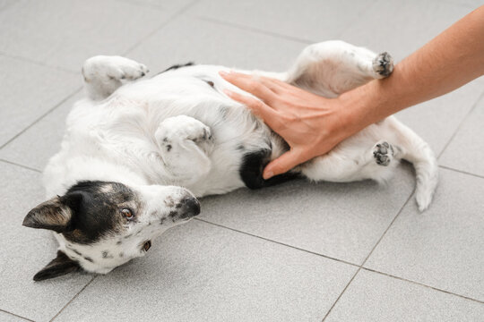 Cute black and white mongrel dog is being pet by her owner, he is stroking her belly.