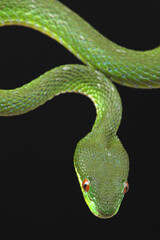 Portrait of a Chinese Tree Viper (Trimeresurus stejnegeri) against a black background
