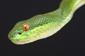 Portrait of a Chinese Tree Viper (Trimeresurus stejnegeri) against a black background
