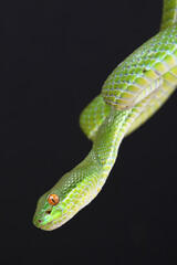 Portrait of a Chinese Tree Viper (Trimeresurus stejnegeri) against a black background

