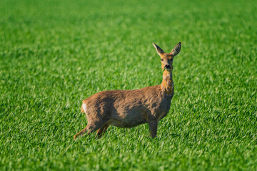 The roe deer (Capreolus capreolus), also known as the roe, western roe deer, or European roe, is a species of deer.